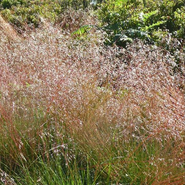 Deschampsia flexuosa
