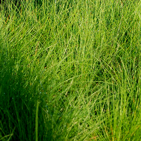 Deschampsia flexuosa