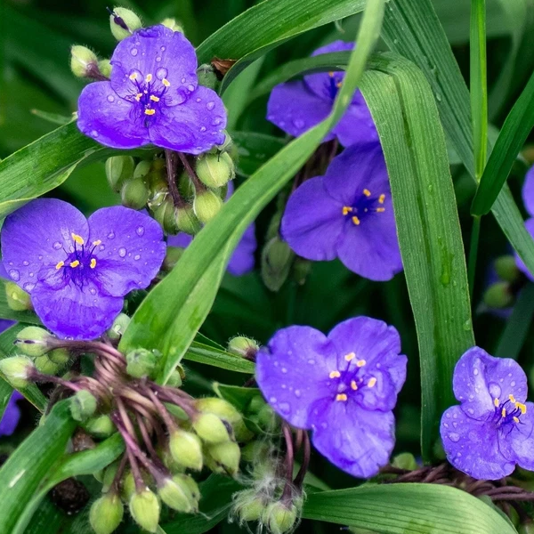 Tradescantia ohiensis
