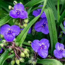 Load image into Gallery viewer, Tradescantia ohiensis
