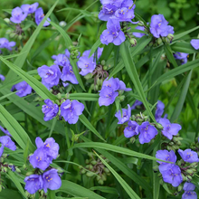 Load image into Gallery viewer, Tradescantia ohiensis
