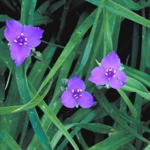 Load image into Gallery viewer, Tradescantia virginiana

