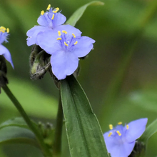 Load image into Gallery viewer, Tradescantia virginiana
