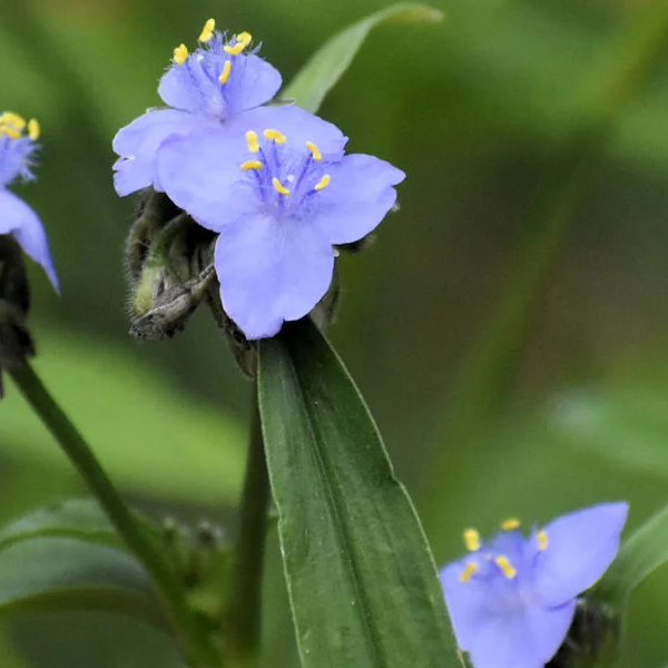 Tradescantia virginiana