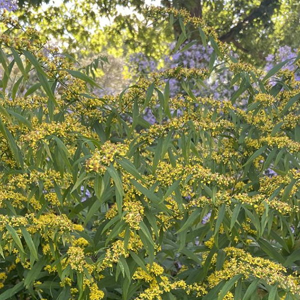 Solidago caesia
