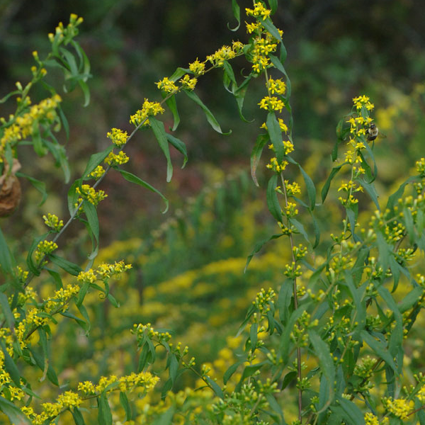 Solidago caesia
