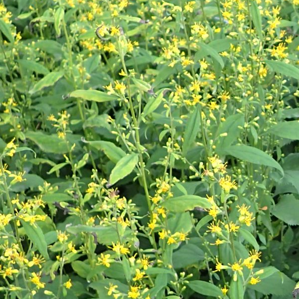 Solidago flexicaulis 'Zigzag'