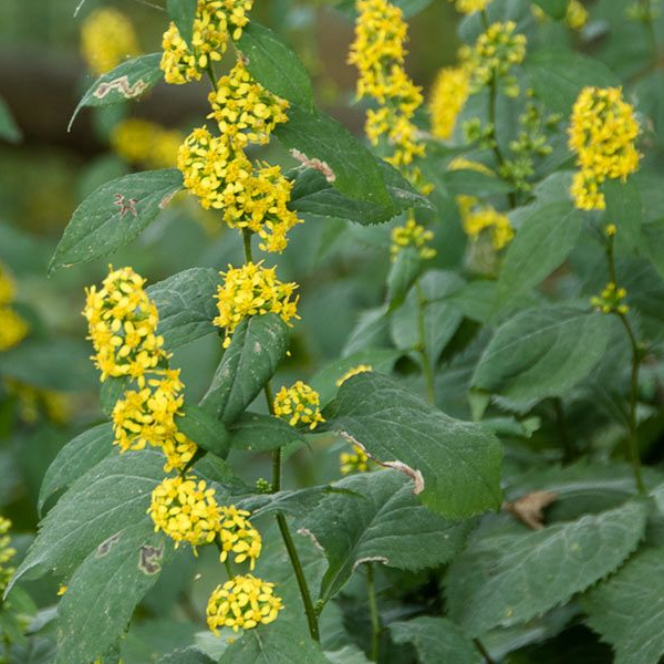 Solidago flexicaulis 'Zigzag'