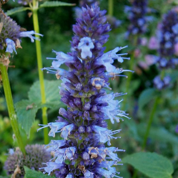 Agastache foeniculum