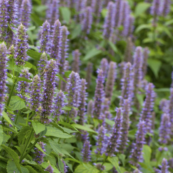 Agastache foeniculum