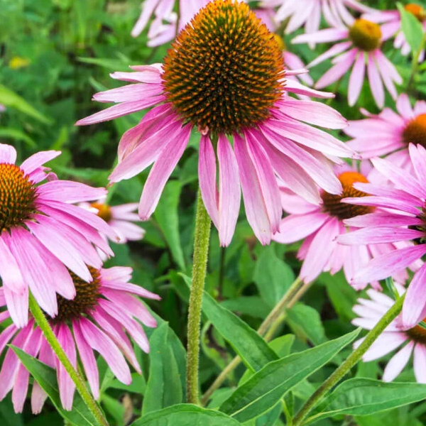 Echinacea angustifolia