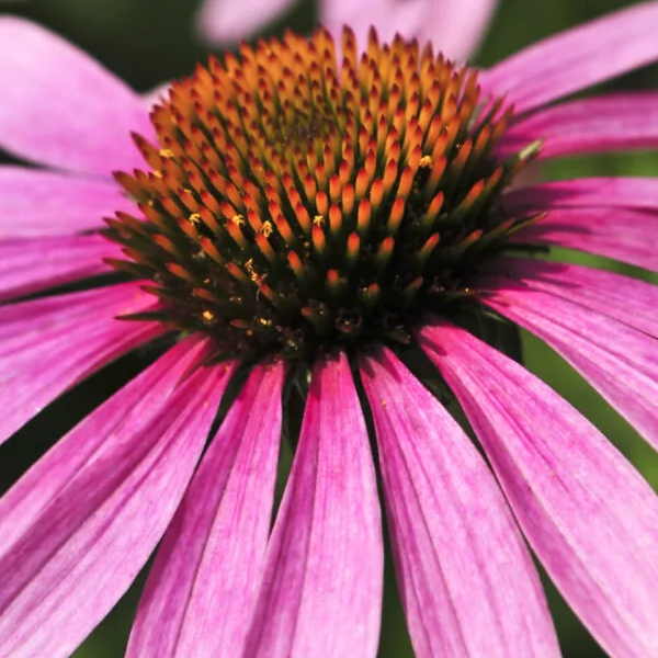 Echinacea angustifolia