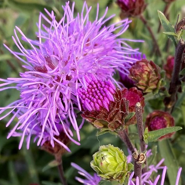 Liatris scariosa