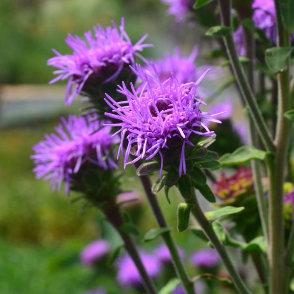 Liatris scariosa