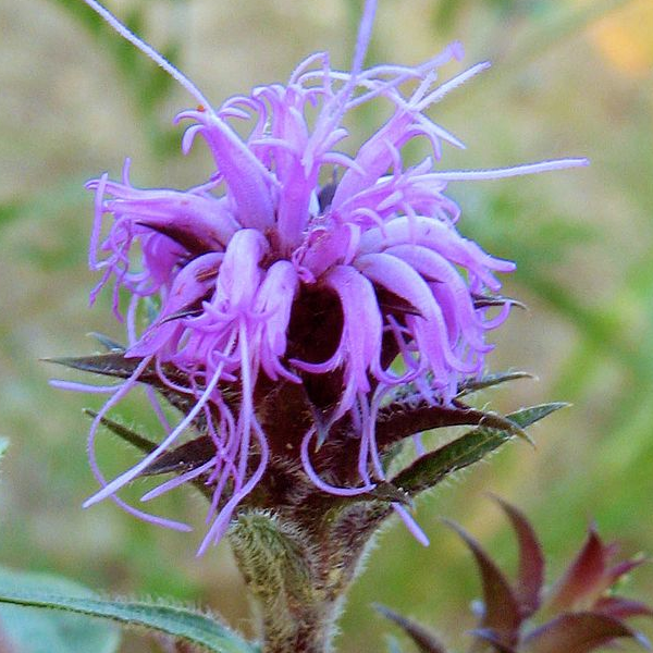 Liatris squarrosa