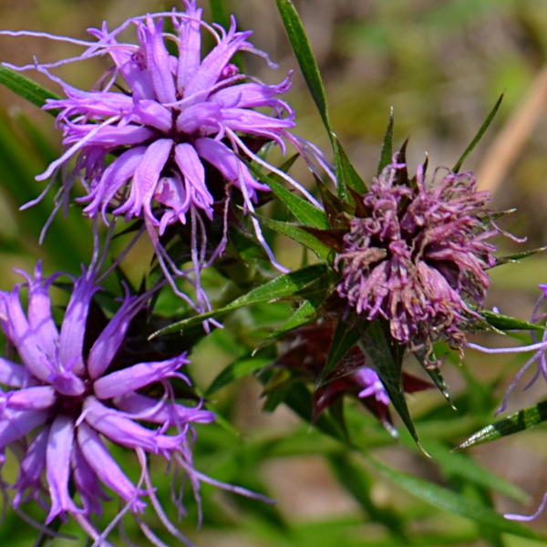 Liatris squarrosa