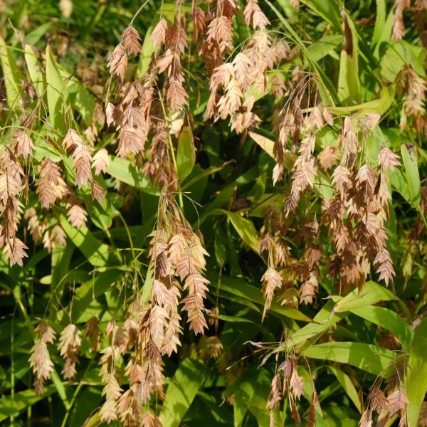 Chasmanthium latifolium