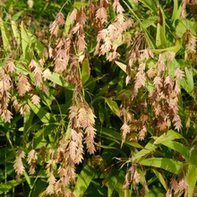 Load image into Gallery viewer, Chasmanthium latifolium
