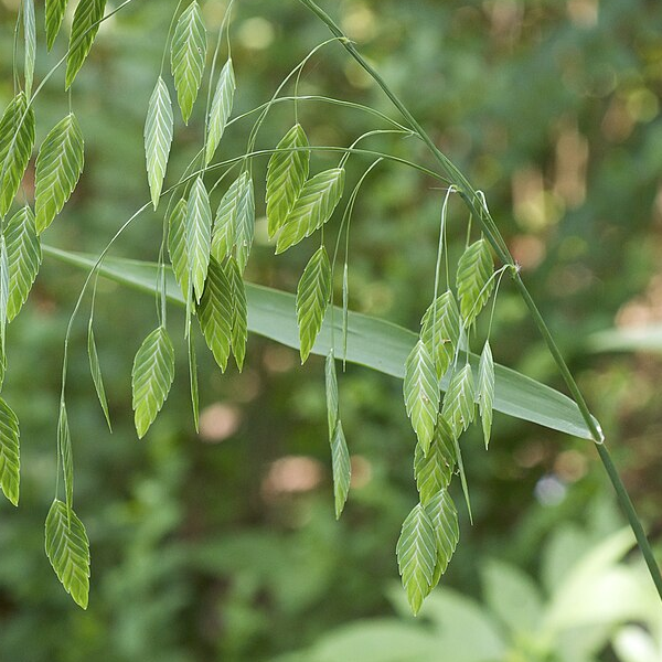 Chasmanthium latifolium