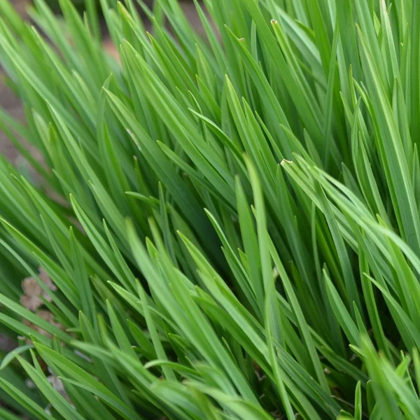 Carex blanda
