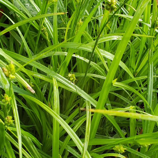 Carex blanda