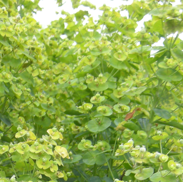 Euphorbia amygdaloides robbiae