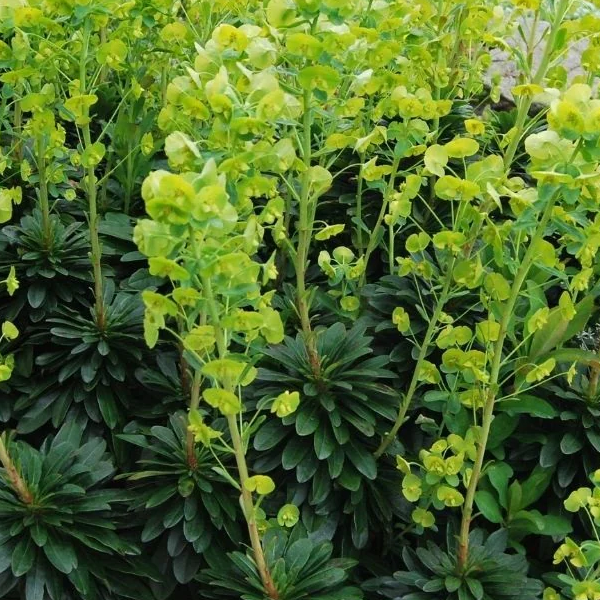 Euphorbia amygdaloides robbiae