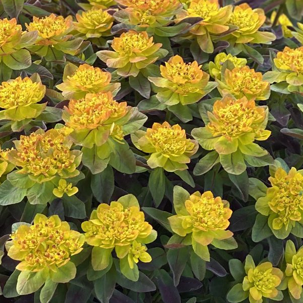 Euphorbia polychroma