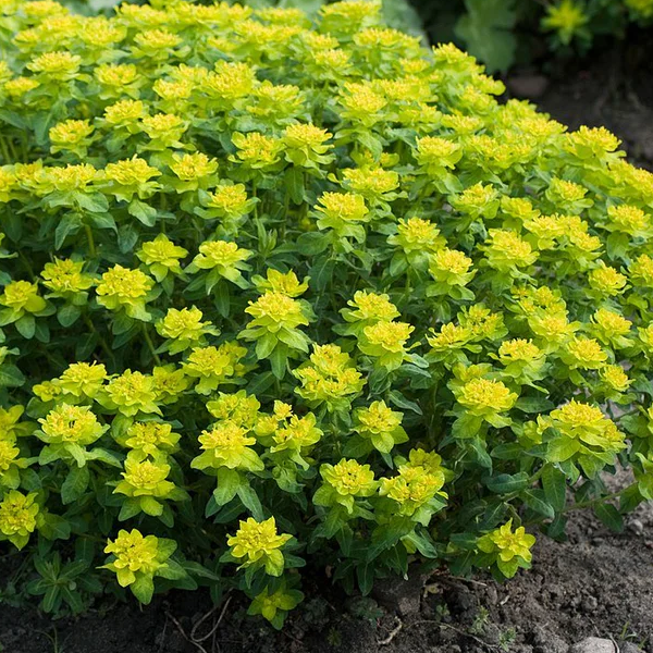 Euphorbia polychroma