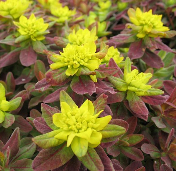 Euphorbia polychroma 'Bonfire'