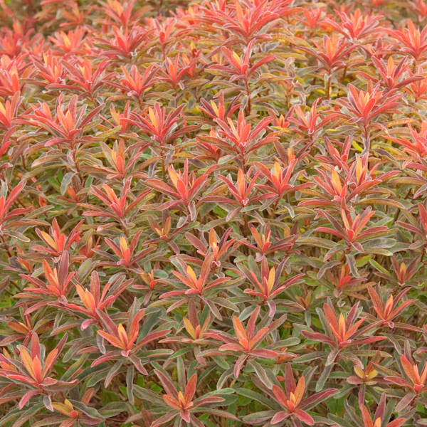 Euphorbia polychroma 'Bonfire'