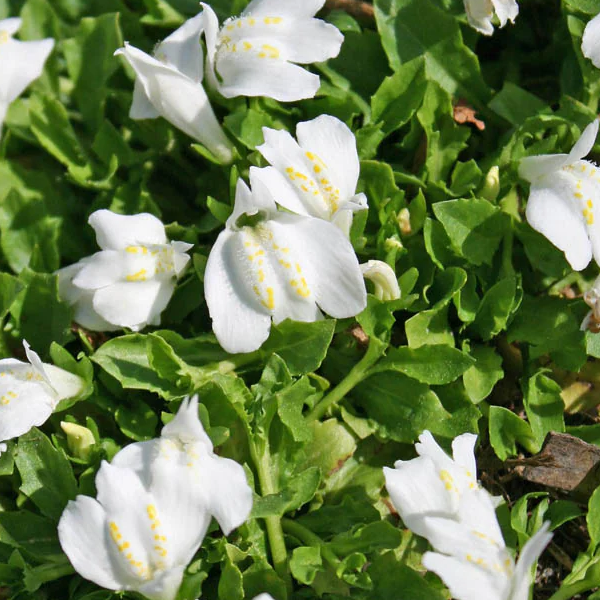 Mazus reptans 'Alba'