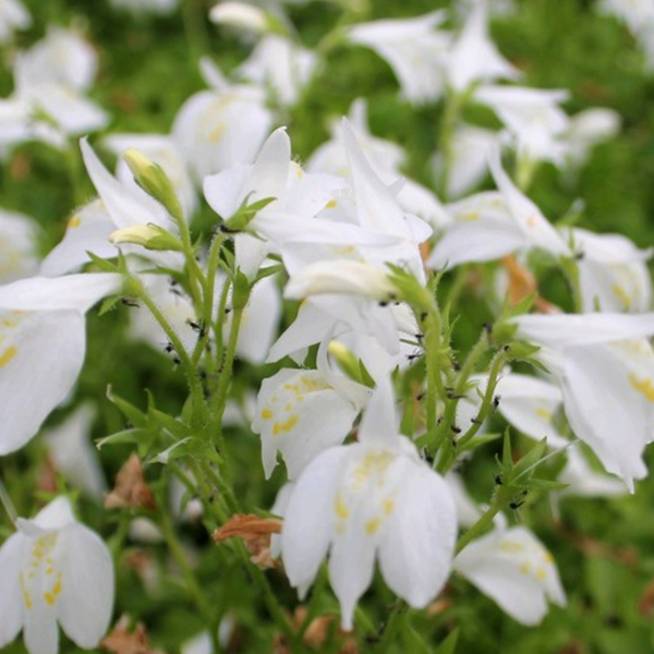 Mazus reptans 'Alba'