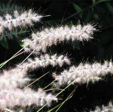 Load image into Gallery viewer, Pennisetum &#39;Hush Puppy&#39;
