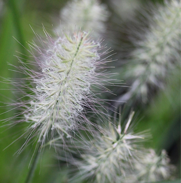 Pennisetum 'Hush Puppy'