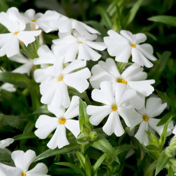 Phlox subulata 'Snowflake'