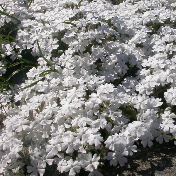 Phlox subulata 'Snowflake'