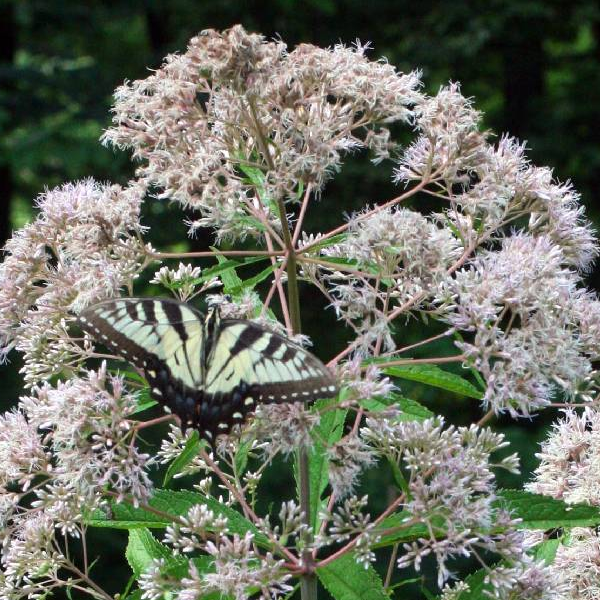 Eupatorium Eutrochium 'Fistulosum'