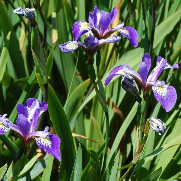 Iris versicolor