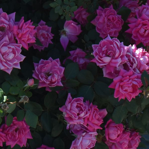 Rosa Knockout 'Double'