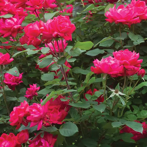 Rosa Knockout 'Double'