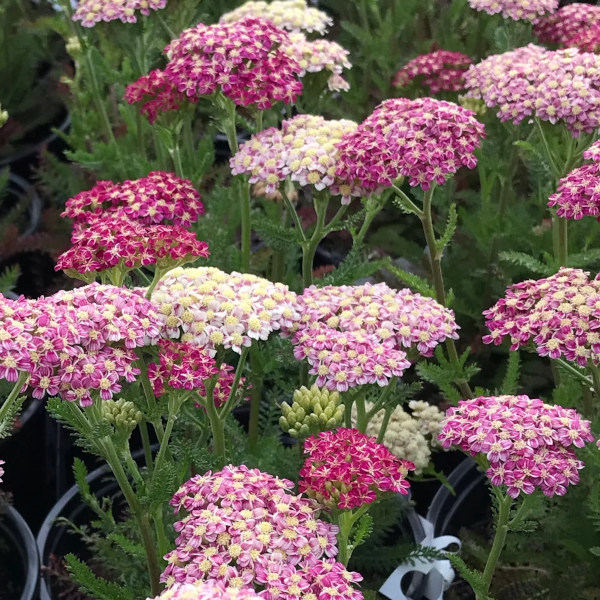 Achillea 'Deep Rose'