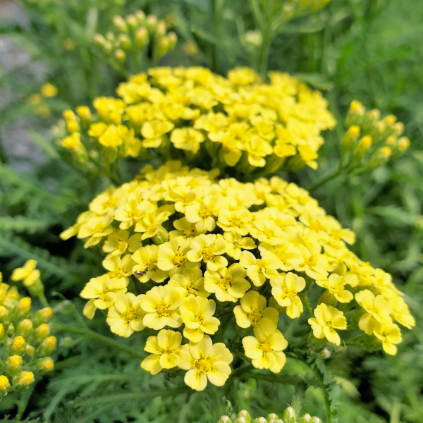 Achillea 'Sunny Seduction'
