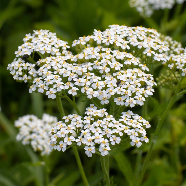 Achillea millefolium