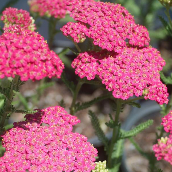 Achillea millefolium 'Vintage Rose'