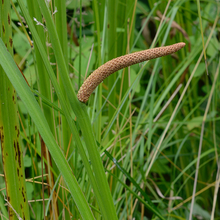 Load image into Gallery viewer, Acorus americanus
