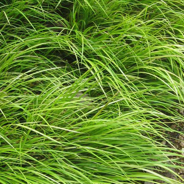 Acorus gramineus 'Minimus Aureus'