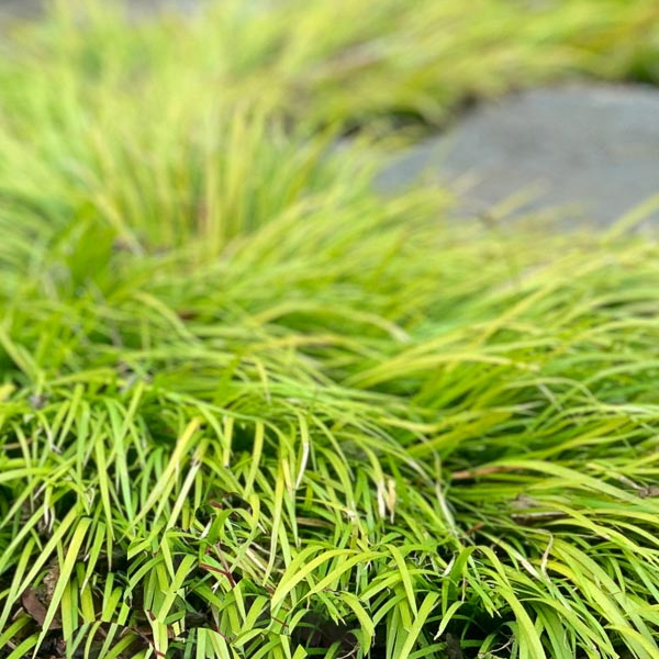 Acorus gramineus 'Minimus Aureus'