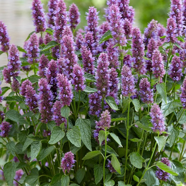 Agastache 'Beelicious Purple'