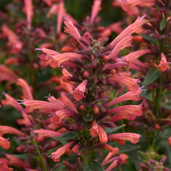 Agastache 'Summerlong Coral'